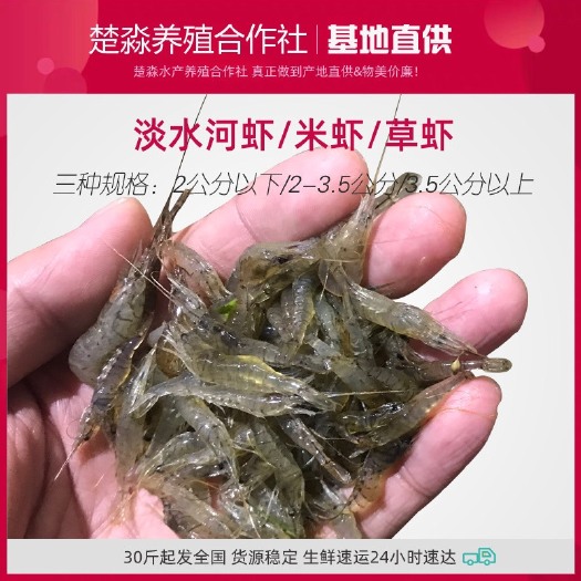 鲜活淡水特色土生草虾青虾小草虾米虾活体新鲜大中小批发