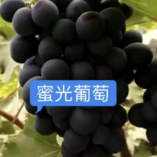 昌黎县蜜光葡萄苗  密光葡萄苗，扦插和嫁接