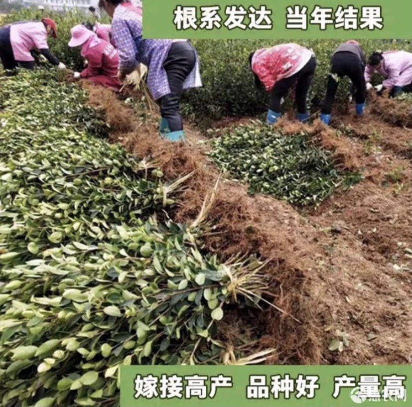 长林系列嫁接茶树苗  两年苗