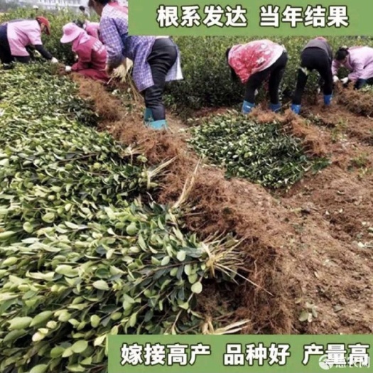 长林系列嫁接茶树苗  两年苗