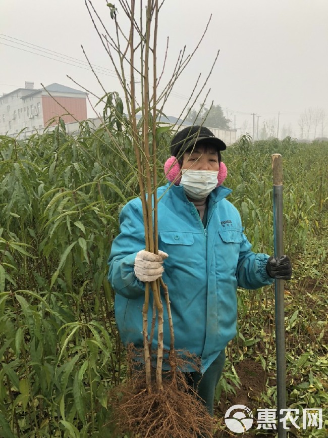 血桃苗红肉血桃苗中华血桃春雨血桃中桃24中桃25