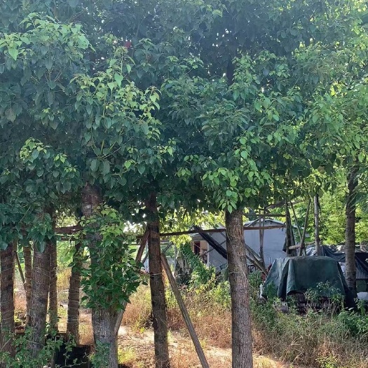 揭阳小叶香樟