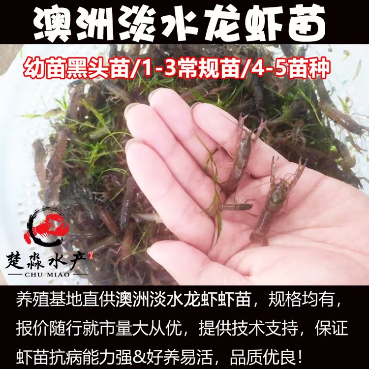 澳洲淡水龙虾苗/澳龙苗/红螯螯虾苗/澳洲龙虾苗/苗场提供养殖