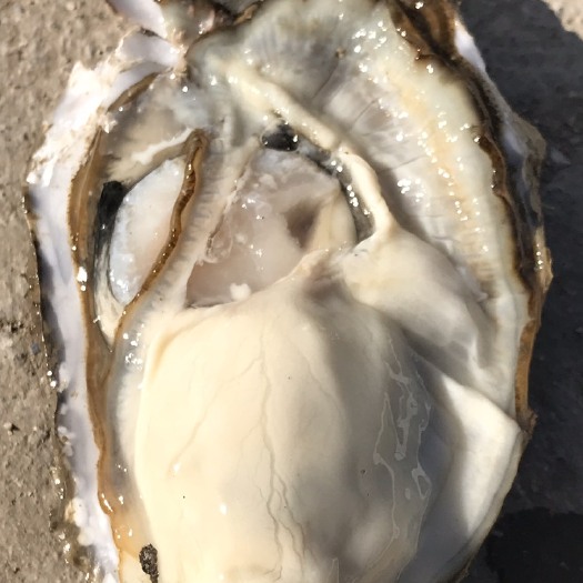 威海乳山牡蛎  批发乳山生蚝，原产地直发，一件代发