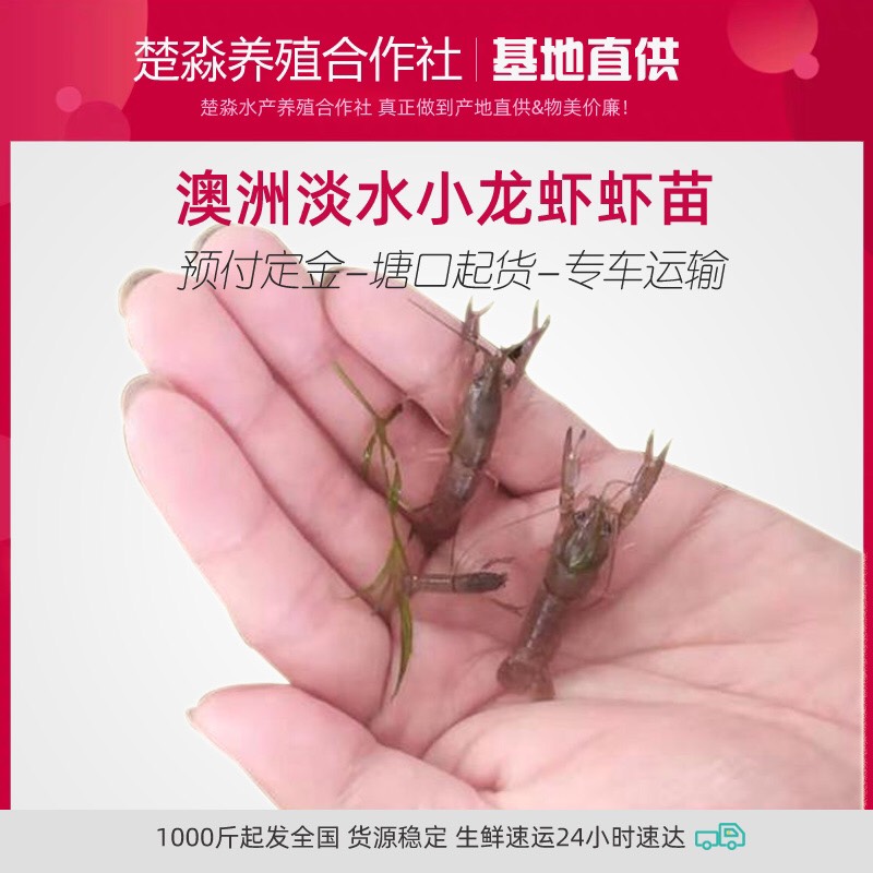 澳洲淡水龙虾苗/澳龙苗/红螯螯虾苗/澳洲龙虾苗/苗场提供养殖