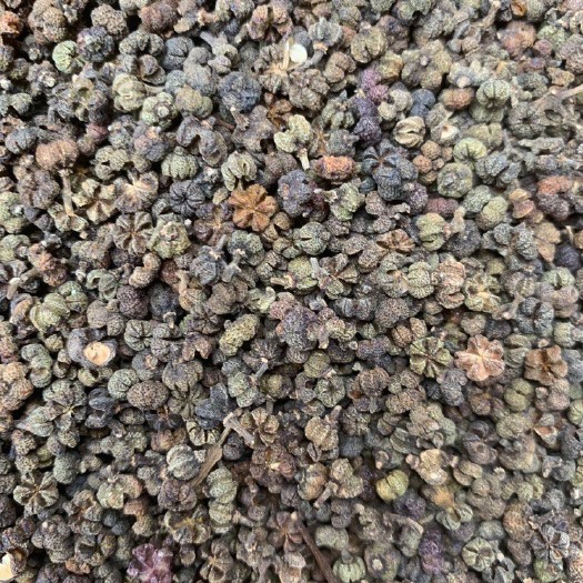 玉林吴茱萸、两斤起发货、支持线上交易、量大从优