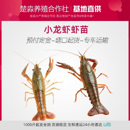 小龙虾苗  养殖基地小龙虾鲜活虾种抱卵虾虾苗青苗活体淡水养殖幼苗繁殖繁育