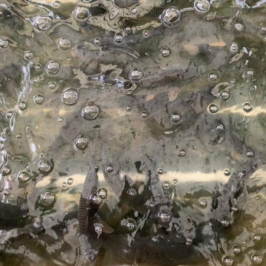 余庆县池鲤鱼 小鲤鱼，办事鱼批发