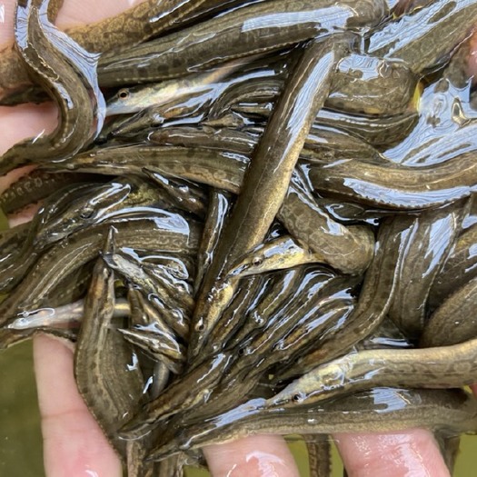 南宁刀鳅  出售刺鰍苗，刀鰍苗，苗场直供，量大从优。