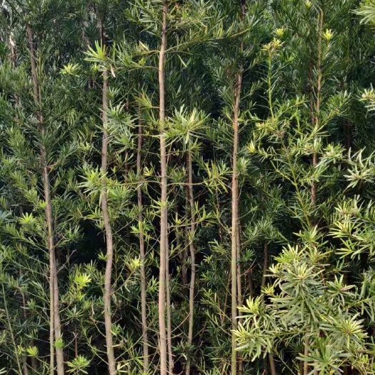 松滋市中叶罗汉松 八年期苗优惠处理