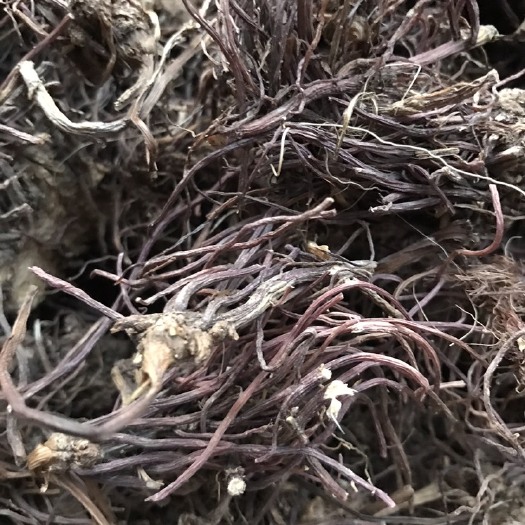 亳州紫菀 水洗，无硫，烘干