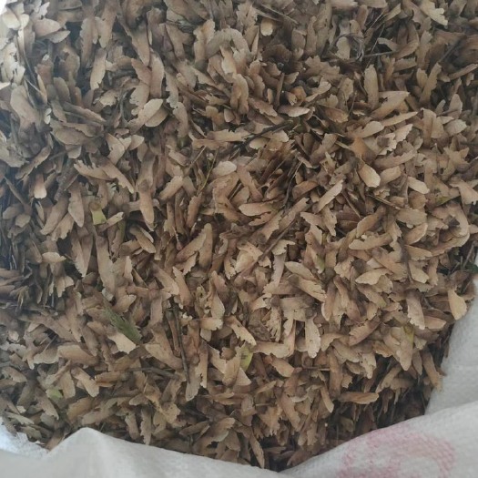 枫树种子  羽毛枫种子