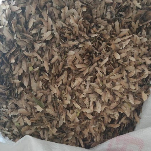 新昌县枫树种子  羽毛枫种子
