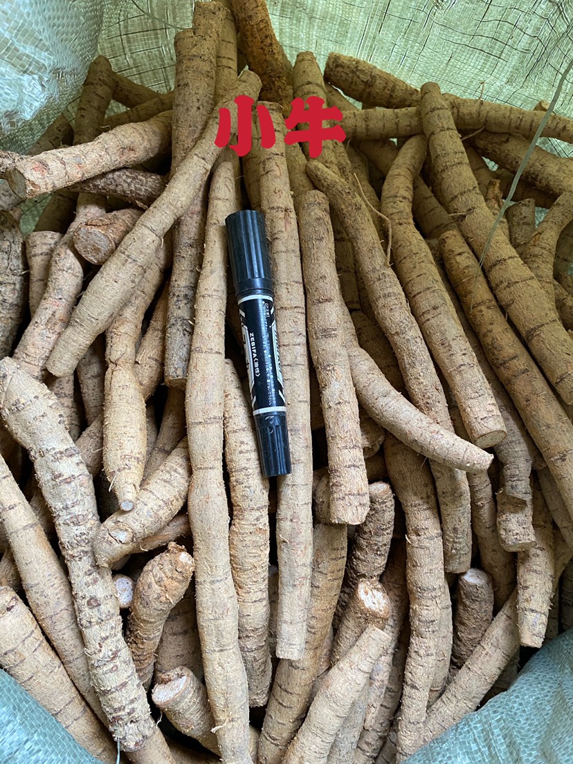 牛大力  广东省包邮，中大叶黄皮，规格齐全，质量保证
