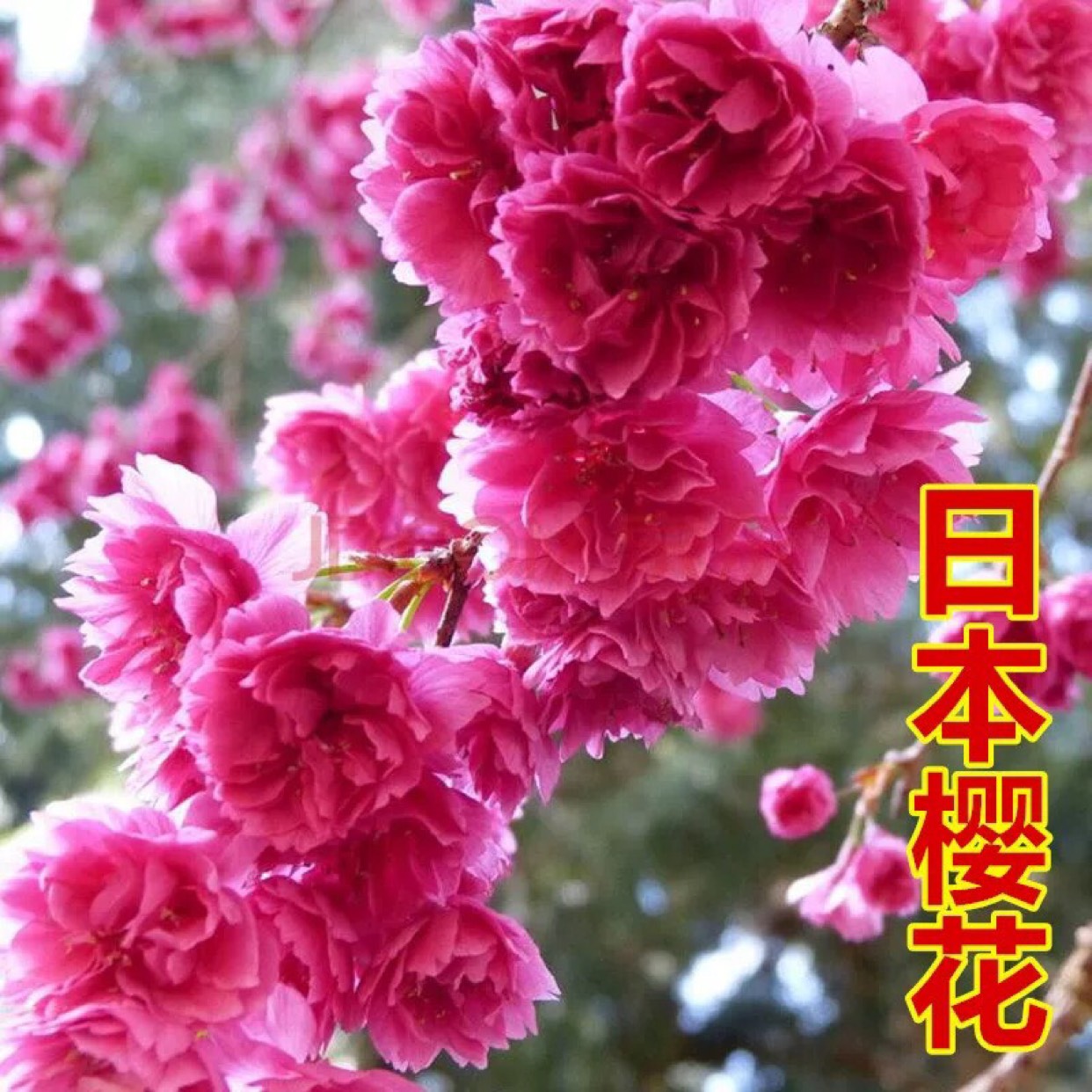 日本红叶樱花  日本樱花苗南北方种植樱花树苗盆栽花卉植物工程