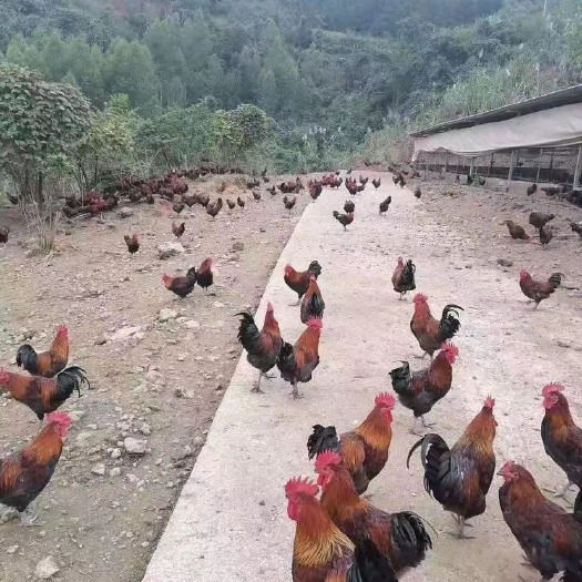 泸州乌脚鸡