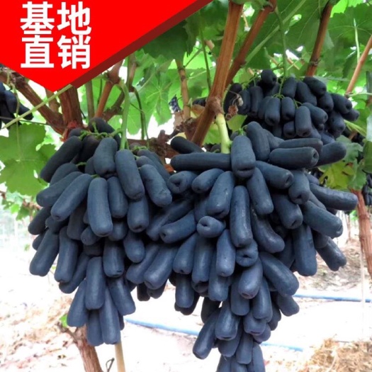 平邑县蓝宝石葡萄苗 优质嫁接苗  根系发达 现挖现发