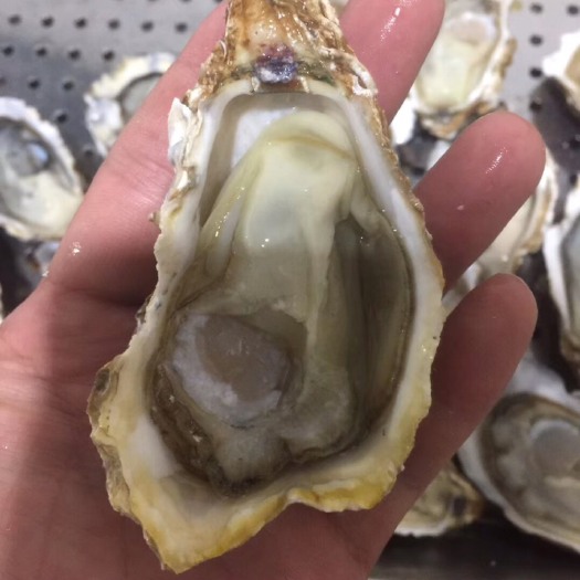 重庆市大连生蚝 大连乳山蚝，质量保证，诚信经营！