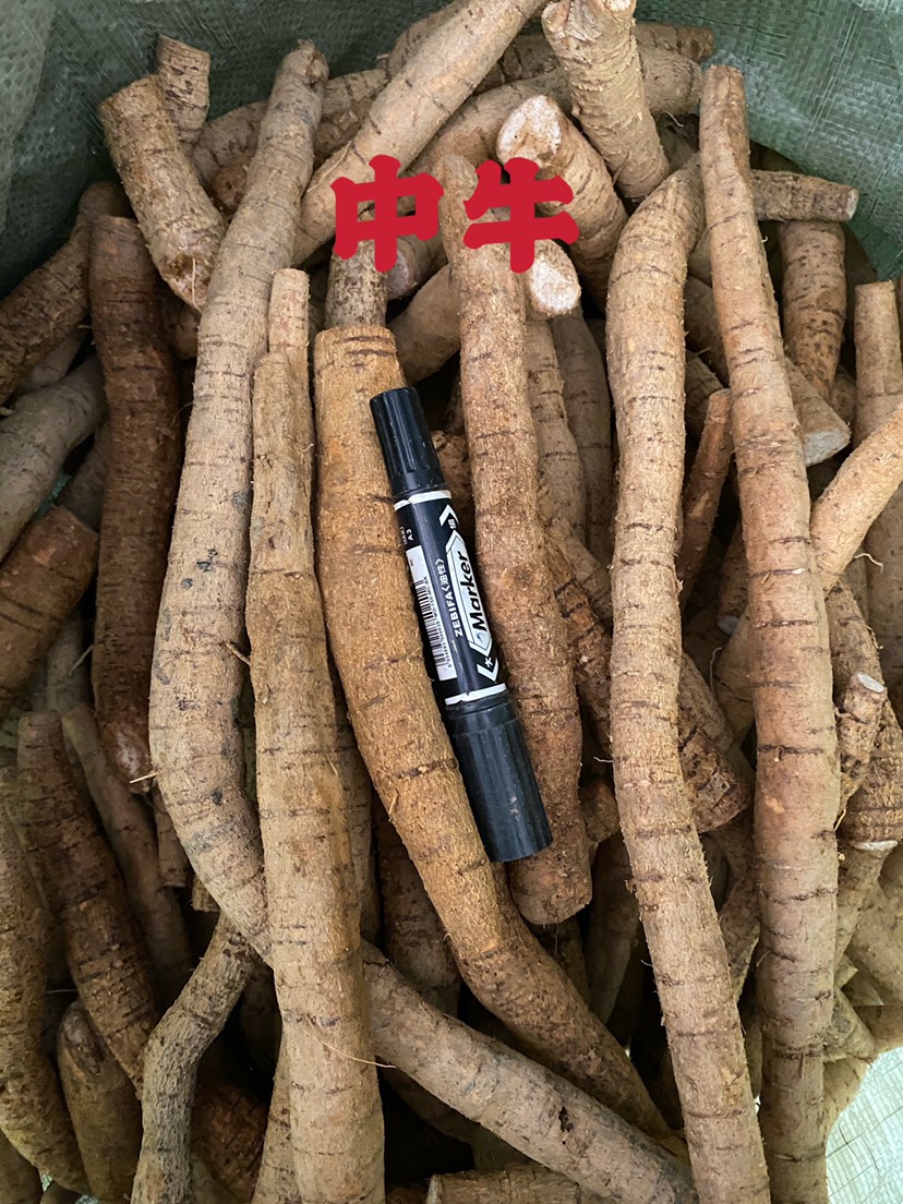 牛大力  广东省包邮，中大叶黄皮，规格齐全，质量保证