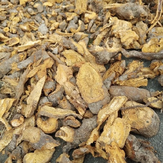 咸丰县 湖北原始森林干虎杖