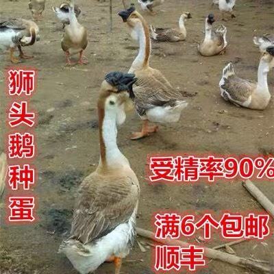 沭阳县正宗汕头纯种狮头鹅种蛋受精蛋 可孵化活苗特大型品种鹅蛋6枚包