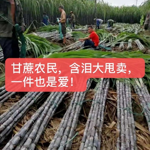 阳新县卖了，卖了，亏本卖，2块一根包挖包上车、全部黑皮甘蔗