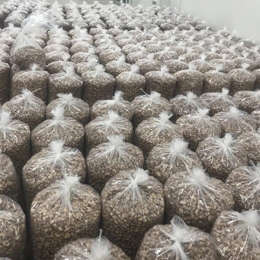 淄博 大规格腰果160 180  厂家一手货源 经过人工筛选的大果