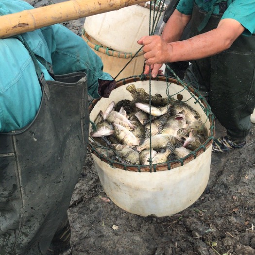 湖州桂鱼   鳜鱼规格0.8到1.5斤，价优物美
