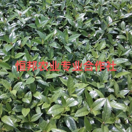 赣州基地直发优质草珊瑚、九节茶、肿节风、节骨茶