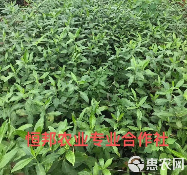 基地直发优质草珊瑚、九节茶、肿节风、节骨茶