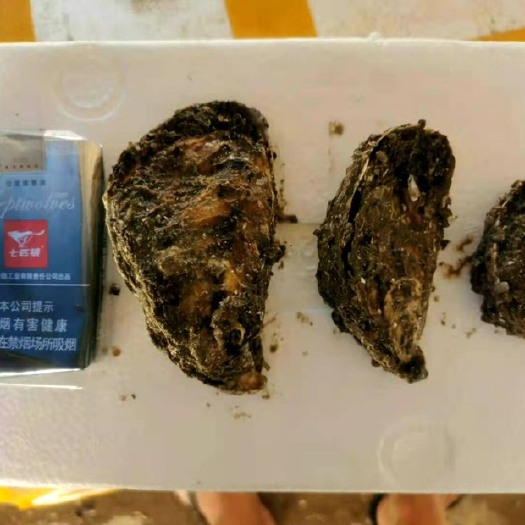 诏安县福建生蚝，深海蚝，支持全国各地冷链车发货，大量从优