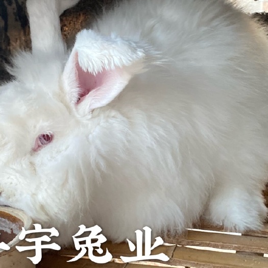 嘉祥县高绒长毛兔种兔品种优良养殖效益高