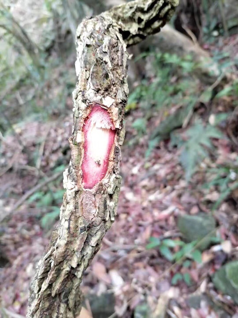  海风藤，阴枝，阳枝