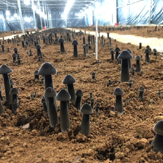 江华县黑皮鸡枞菌 现货供应 量大优先 可长期合作