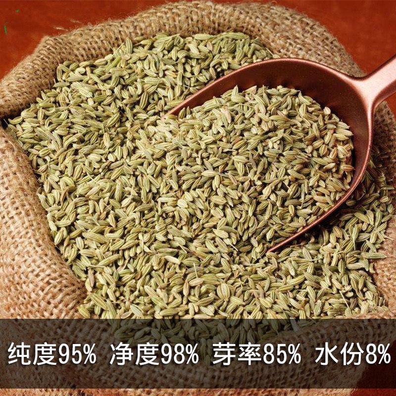 球茎茴香种子 茴香籽种子 农田菜地种植 耐寒 四季种植 小茴香种子