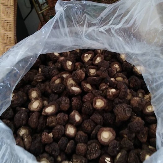 漳平市深山高海拔，农家香菇
