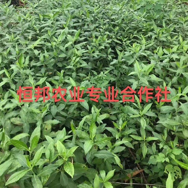 基地直发优质草珊瑚、九节茶、肿节风、节骨茶