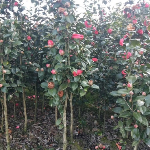 浦城县茶梅  茶花赤丹