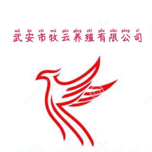 武安市 河北武安市生鲜乳鸽
