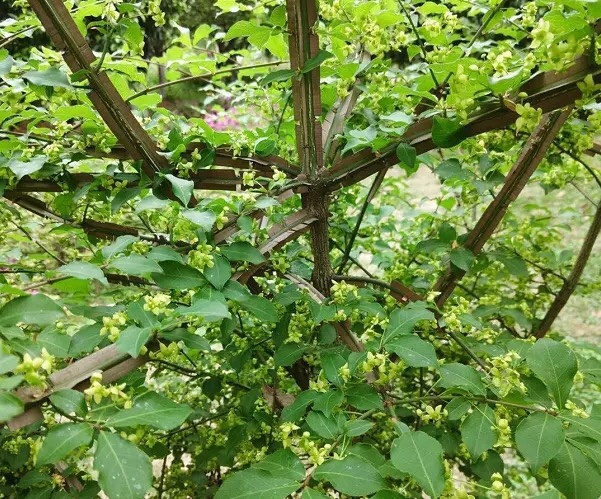 中药材鬼箭羽卫矛六月凌四面锋绿植盆栽庭院地种易成活