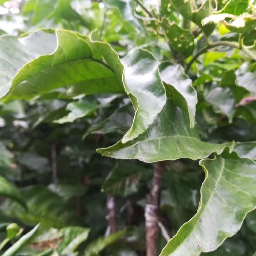 灵山县黑黄皮果苗