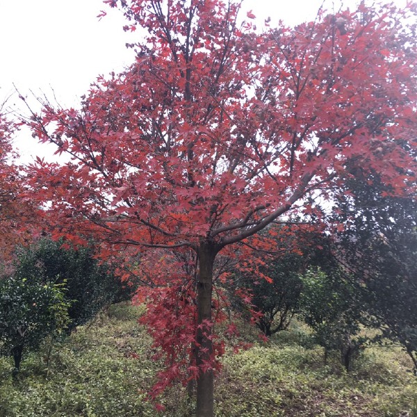 红枫 原生高杆红枫