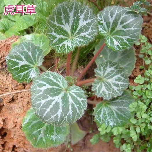  虎耳草 假山吸水石水陆缸雨林植物 苔藓微景观盆景配景石荷叶药