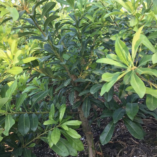 东魁杨梅树苗  移栽（1.5公分以上）东魁杨梅苗