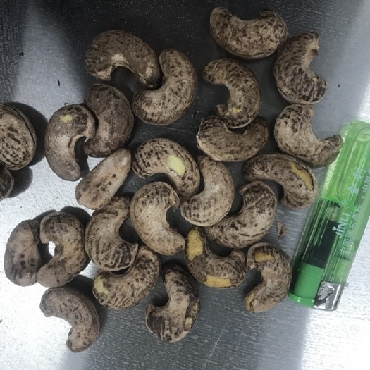 淄博 柬埔寨腰果，型号w180