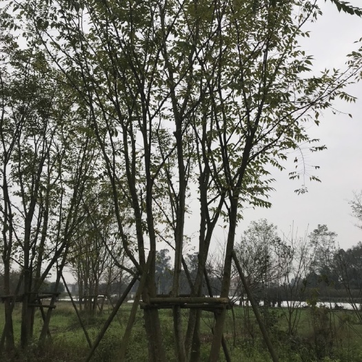 成都成都丛生朴树基地