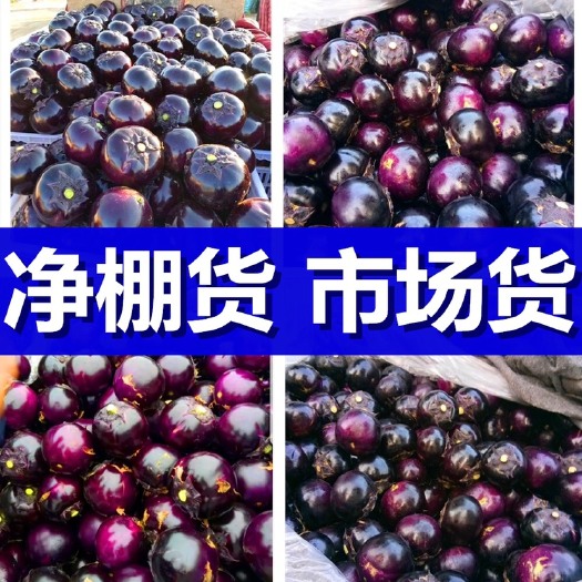 莘县莘县第一紫光圆茄大县，【陆地圆茄】【暖棚茄子】【净棚茄子】