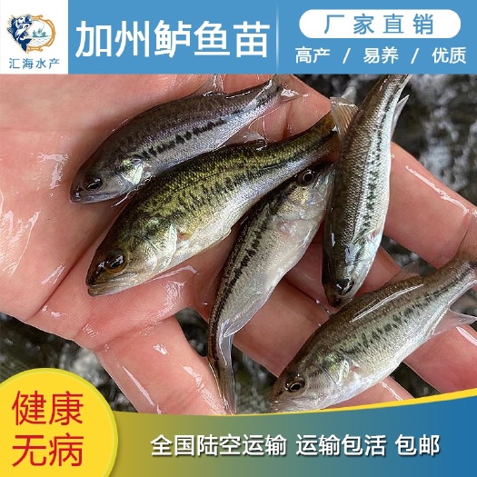 广州加州鲈鱼苗 鲈鱼苗 已驯化吃饲料 鲈鱼水花 基地直销