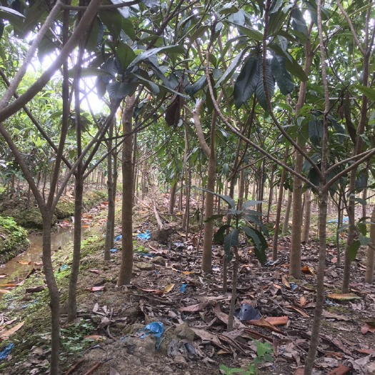灵山县黄五星枇杷苗 占地枇杷树
