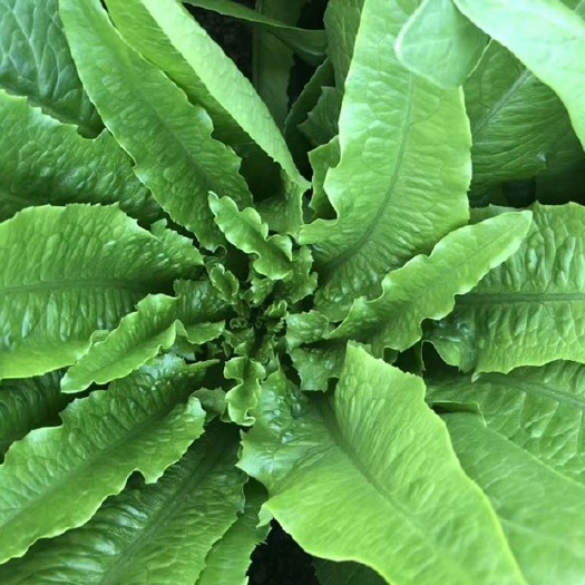 嵩明县油麦菜 35~40cm 